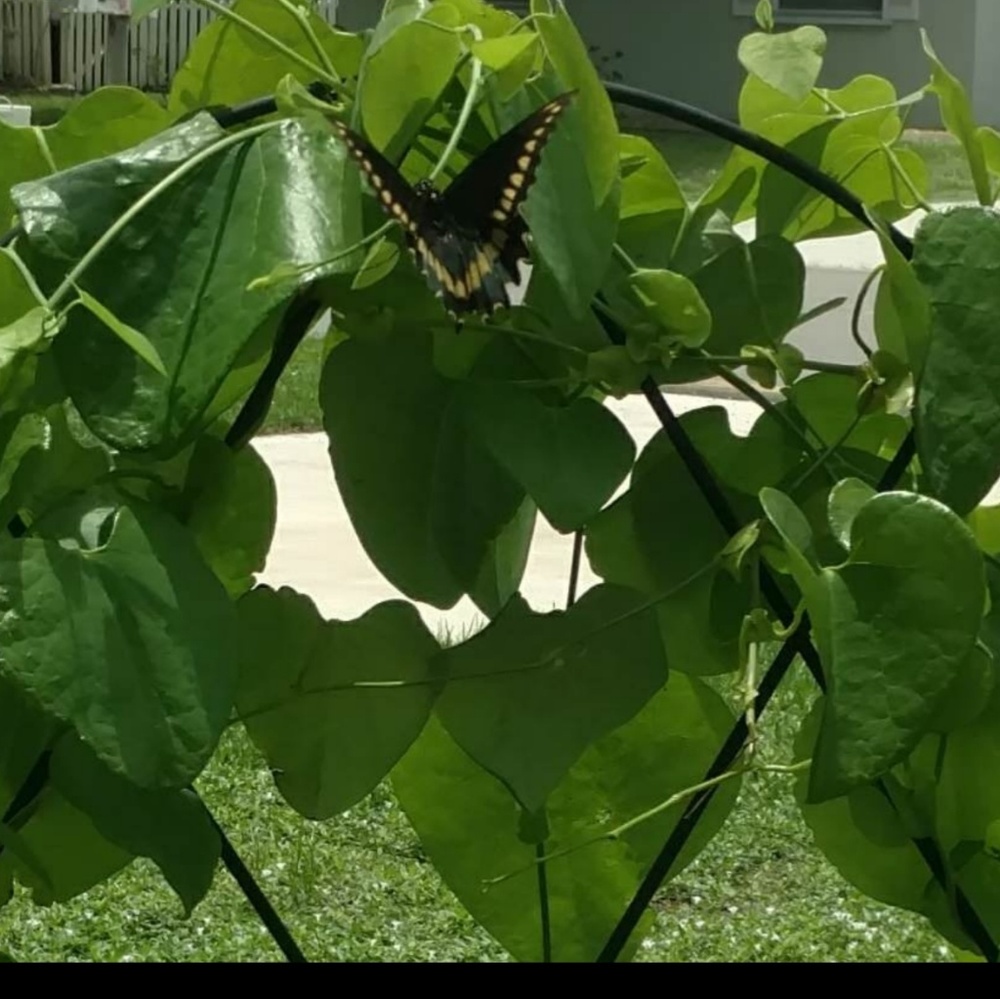 Dutchman's Pipevine Seeds - Butterfly Host Plant - Picture 4 of 8